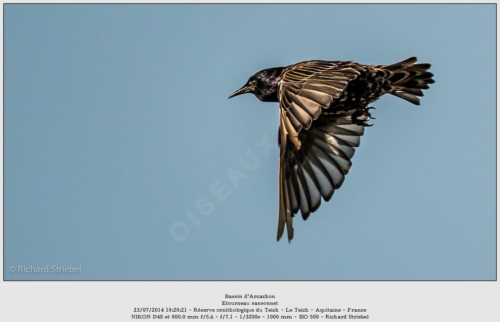 Common Starling