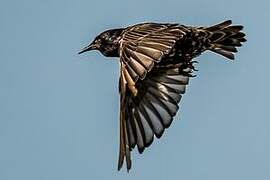 Common Starling