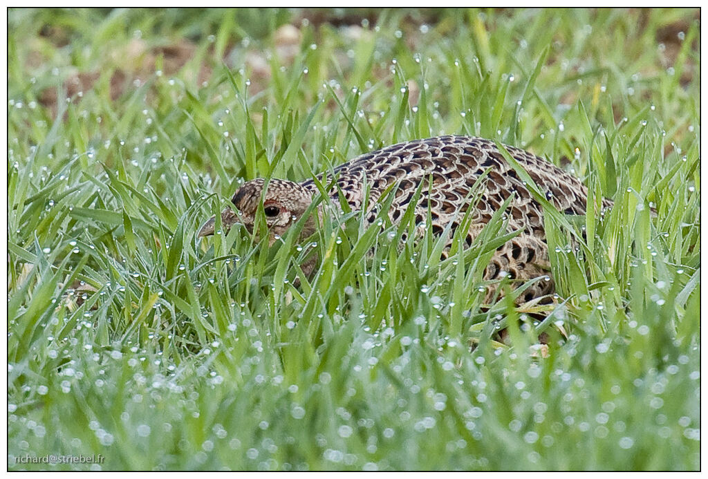 Common Pheasant female