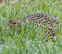 Common Pheasant