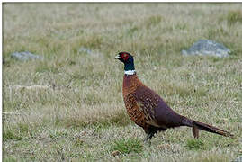 Common Pheasant