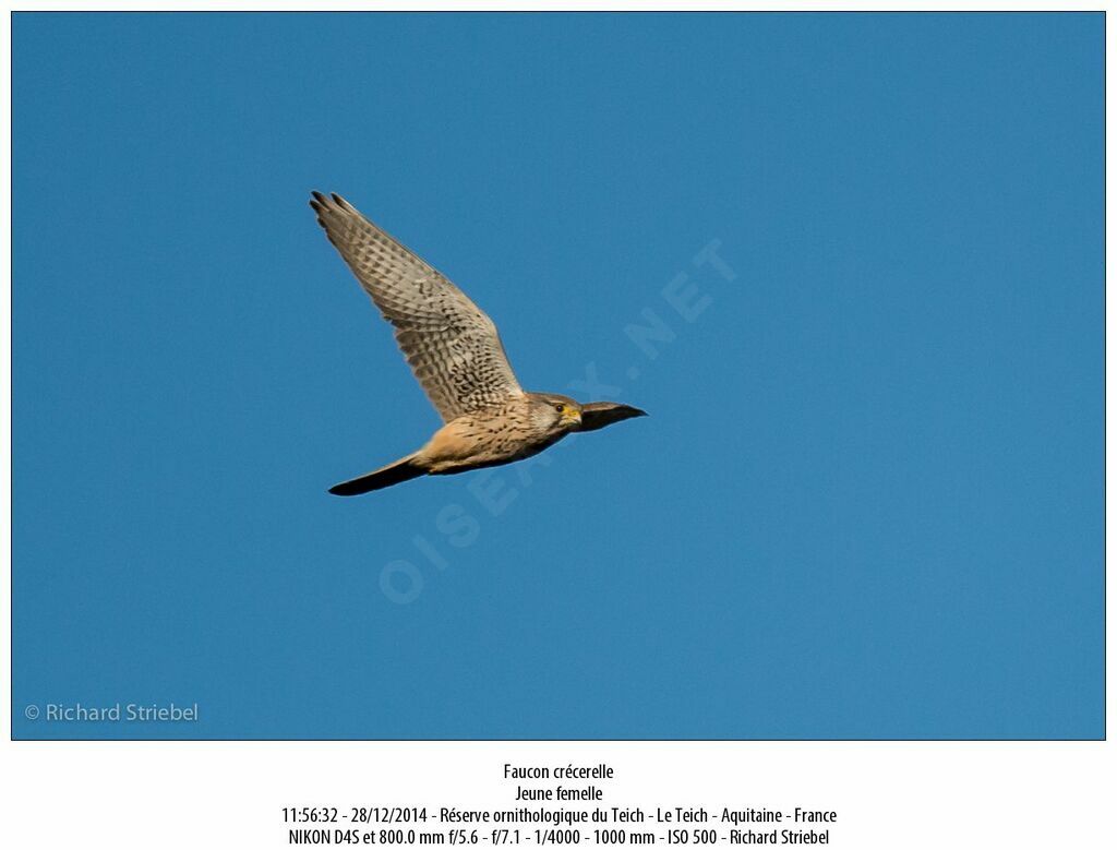 Common Kestrel