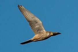 Common Kestrel