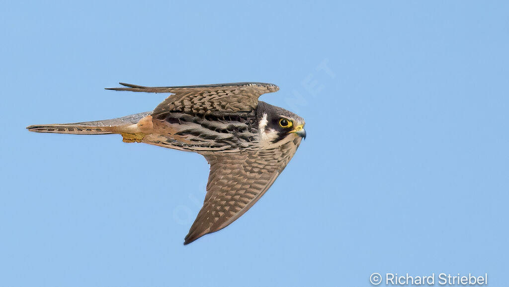 Eurasian Hobby