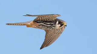 Eurasian Hobby