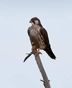 Peregrine Falcon