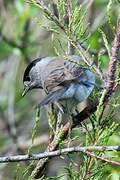 Eurasian Blackcap