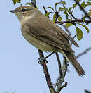 Fauvette des jardins