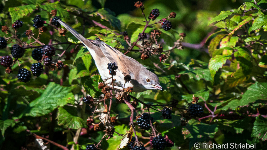 Common Whitethroat