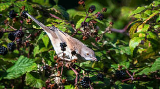 Common Whitethroat