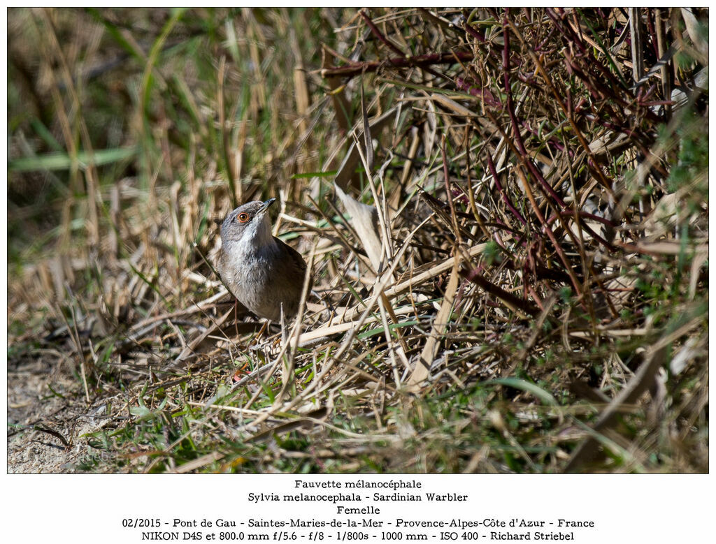 Sardinian Warbler