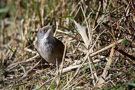 Sardinian Warbler