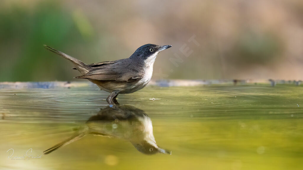 Western Orphean Warbleradult, identification