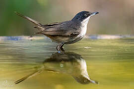 Western Orphean Warbler