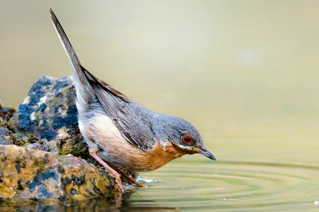 Western Subalpine Warbler