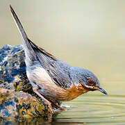 Western Subalpine Warbler