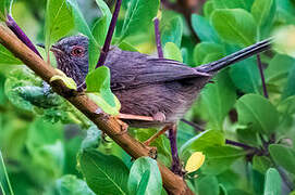 Dartford Warbler