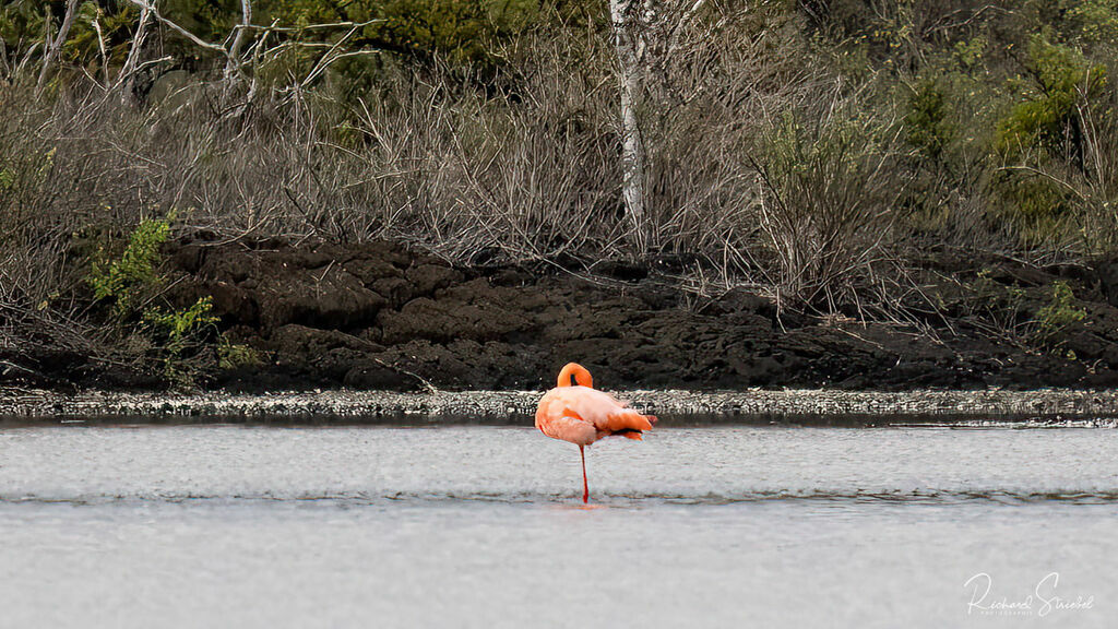 American Flamingo