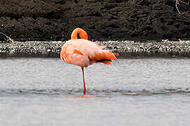 Flamant des Caraïbes