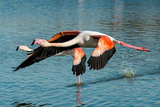 Flamant rose