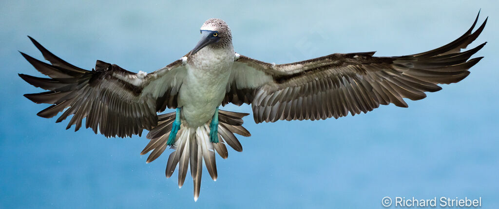 Blue-footed Booby