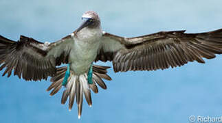 Blue-footed Booby