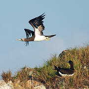 Brown Booby