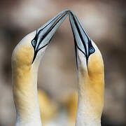 Northern Gannet