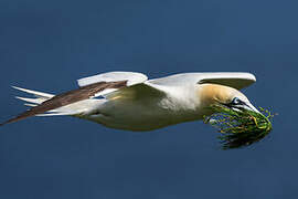 Northern Gannet