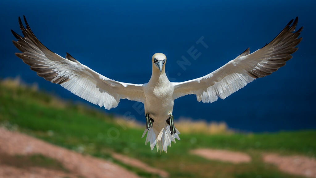 Northern Gannetadult breeding, aspect, Flight