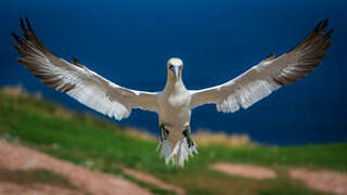 Northern Gannet