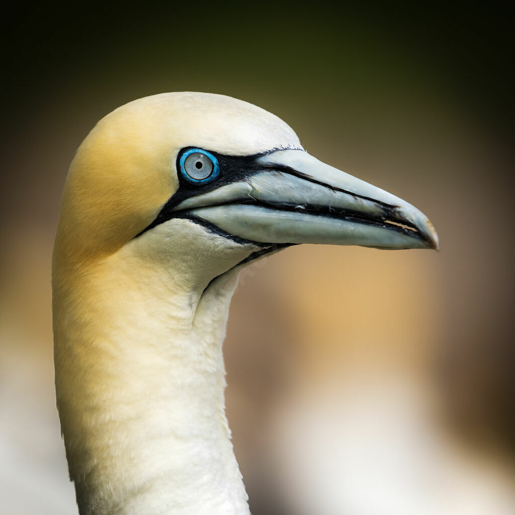 Fou de Bassanadulte, portrait