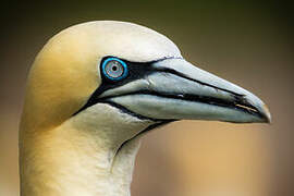 Northern Gannet