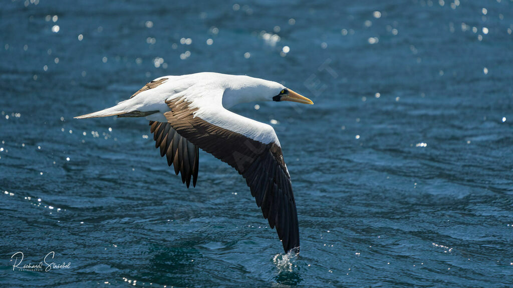 Nazca Booby, Flight