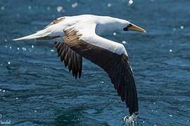 Nazca Booby