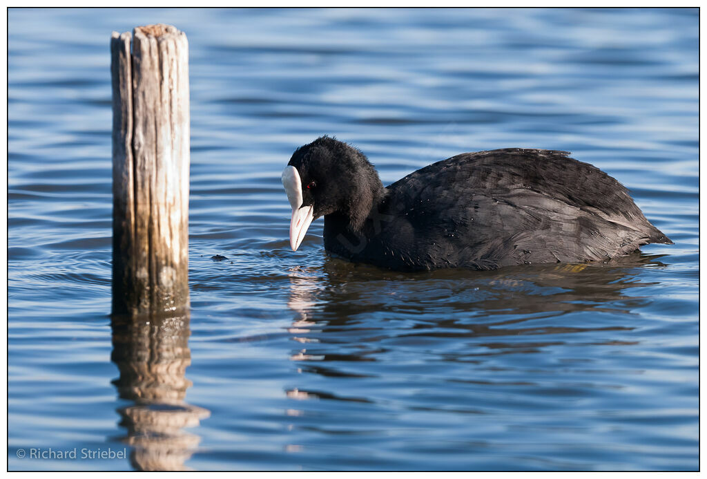 Eurasian Coot