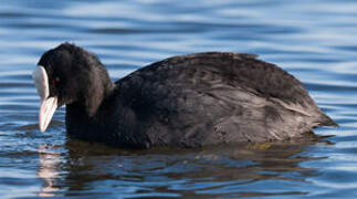 Eurasian Coot