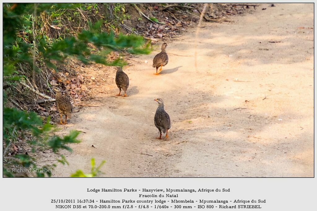 Francolin du Natal