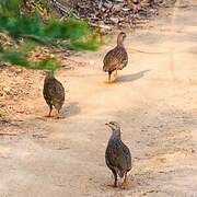 Natal Spurfowl