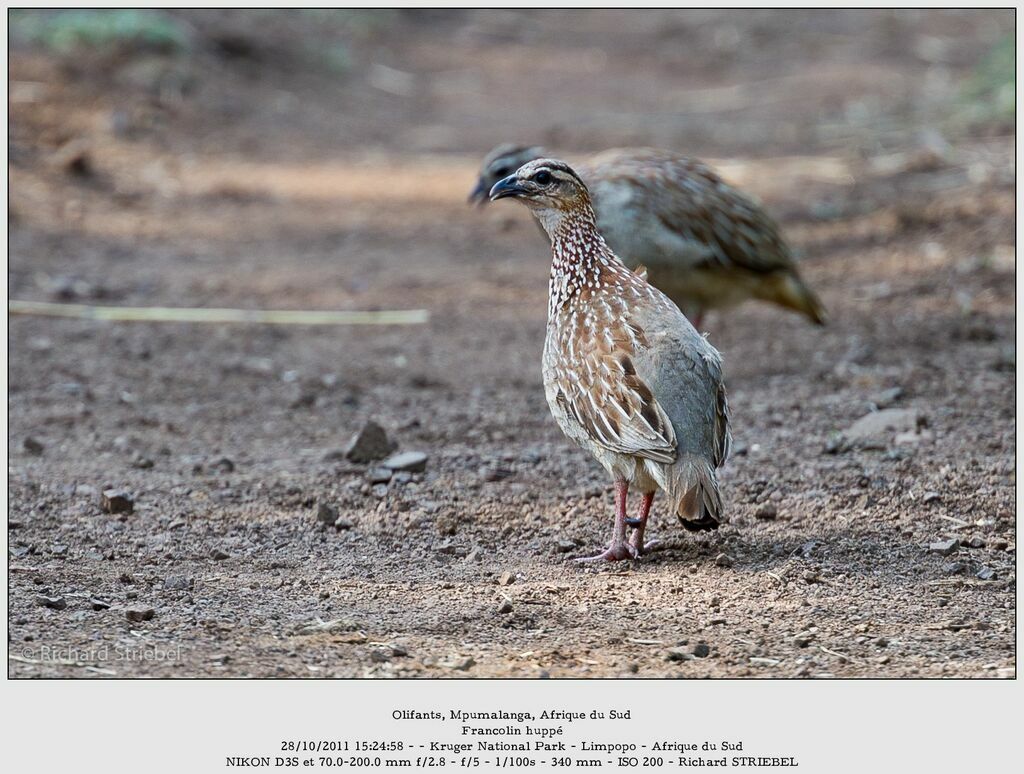 Francolin huppé