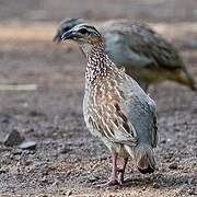 Francolin huppé