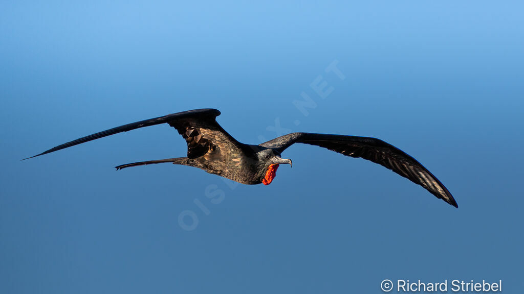 Great Frigatebird