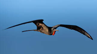 Great Frigatebird