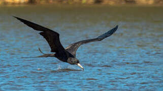 Magnificent Frigatebird