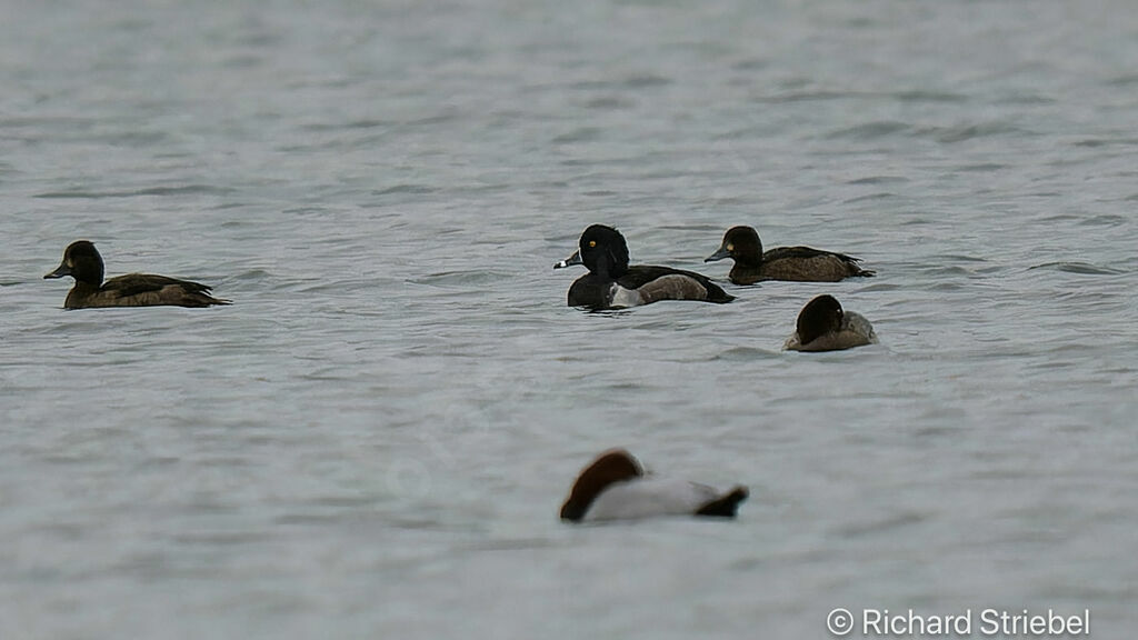 Ring-necked Duck