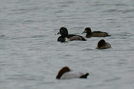 Ring-necked Duck