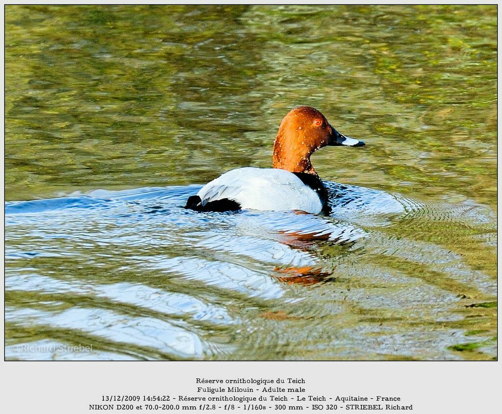 Common Pochard male adult