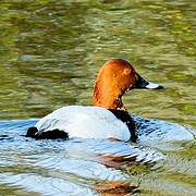 Common Pochard