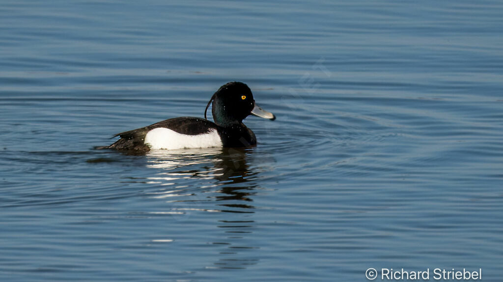 Tufted Duck