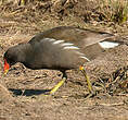 Gallinule poule-d'eau